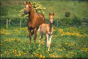 horse10.jpg