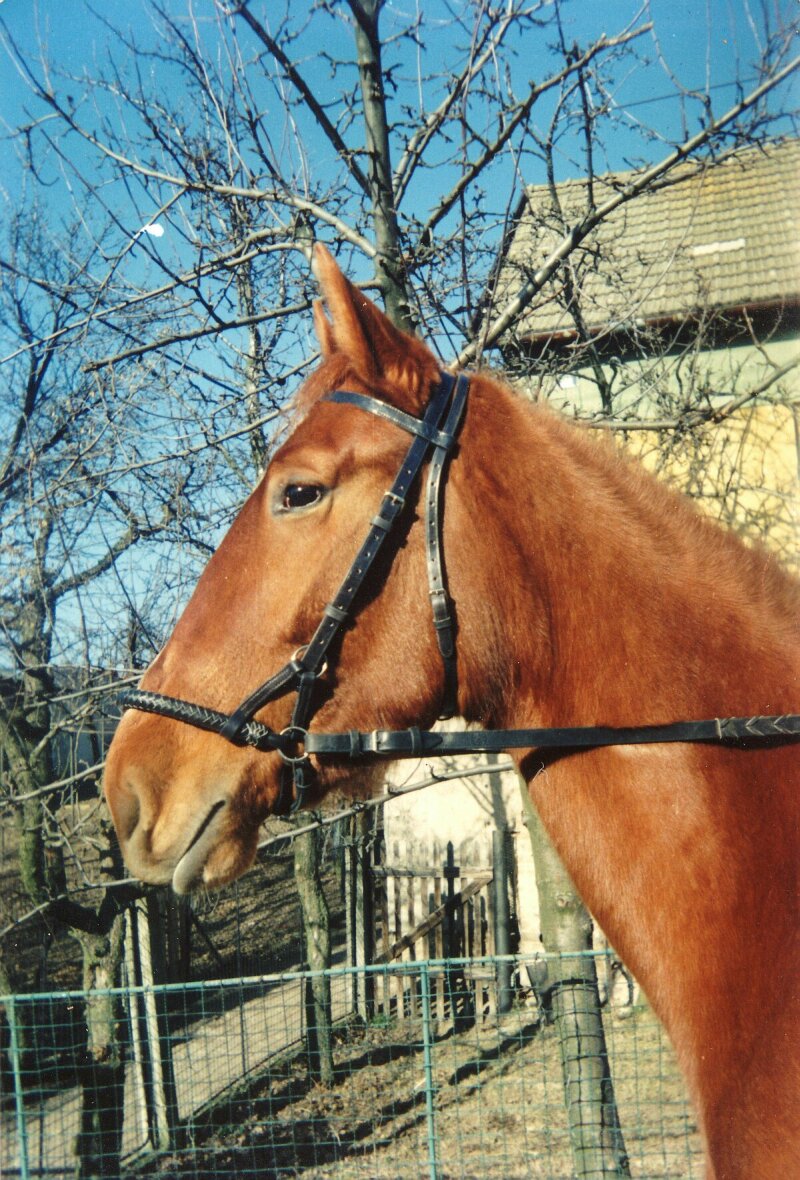 uzdeckaLindell-bezudidloveuzdenipromladekone26.jpg